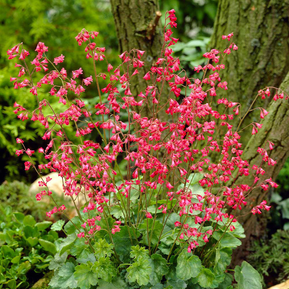 Red Heuchera Flower Seeds – Heirloom, Non-GMO, High Germination Seeds