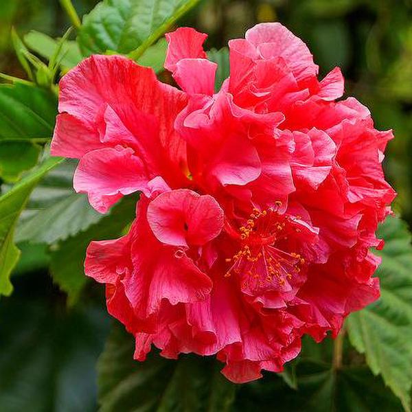 Double Red Hibiscus Flower Seeds for Planting – Heirloom, Non-GMO, High Germination