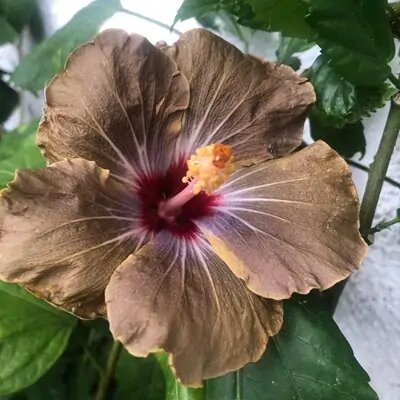 Brown Blooming Hibiscus Flower Seeds – Heirloom, Non-GMO, High Germination, Organic Garden Seeds