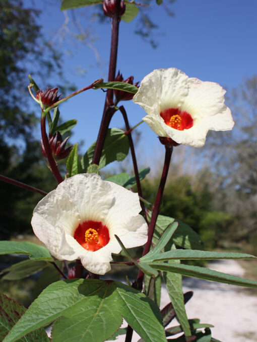 hibiscuscranberrywhiteopenpollinatedheirloomnongmohighgerminationorganicgarden flower seeds