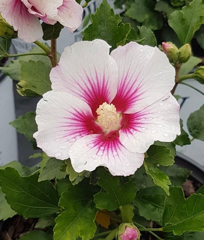 Pink White Hibiscus Flower Seeds Heirloom Non-GMO High Germination Organic Garden Seeds for Planting