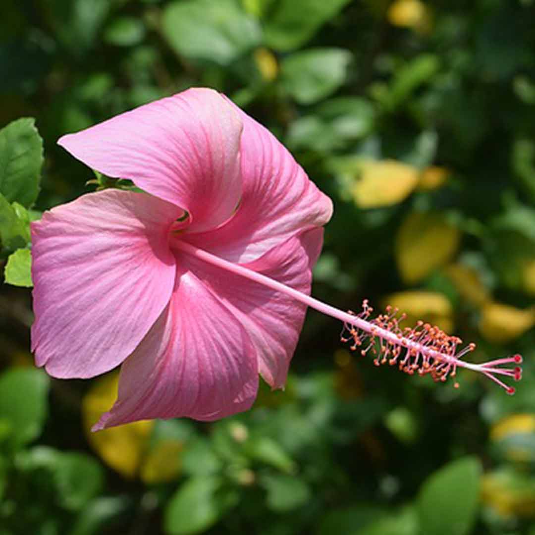 Semillas de flor de hibisco rosa – Hereditarias, sin OMG, semillas de alta germinación para plantar