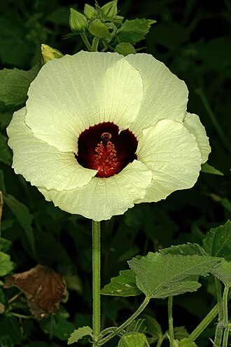 hibiscusvitifoliusheirloomnongmohighgerminationorganicgarden flower seeds