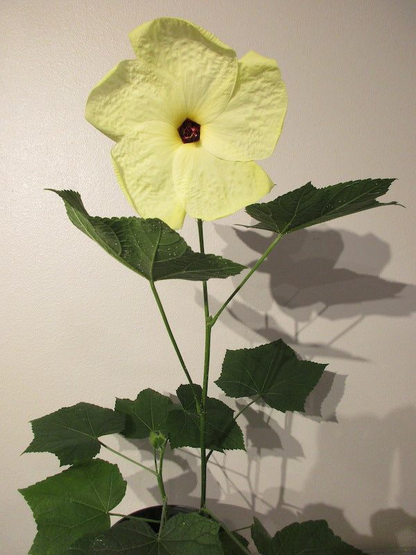 Giant Hibiscus Flower Seeds Yellow – Heirloom, Non-GMO, High Germination Seeds