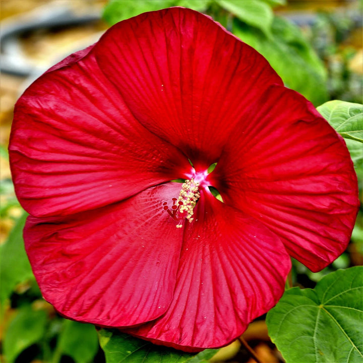 Red Giant Hibiscus Flower Seeds – Heirloom Non-GMO High Germination Organic Garden Seeds for Planting