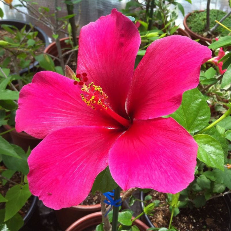 Hibiscus Flower Seeds Pink – Heirloom, Non-GMO, High Germination Seeds