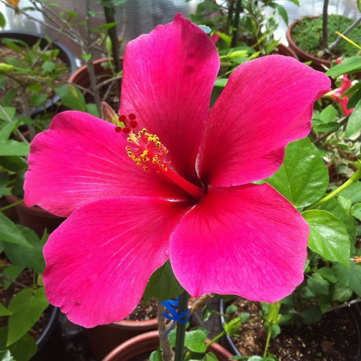 Hibiscus Flower Seeds Pink – Heirloom, Non-GMO, High Germination Seeds