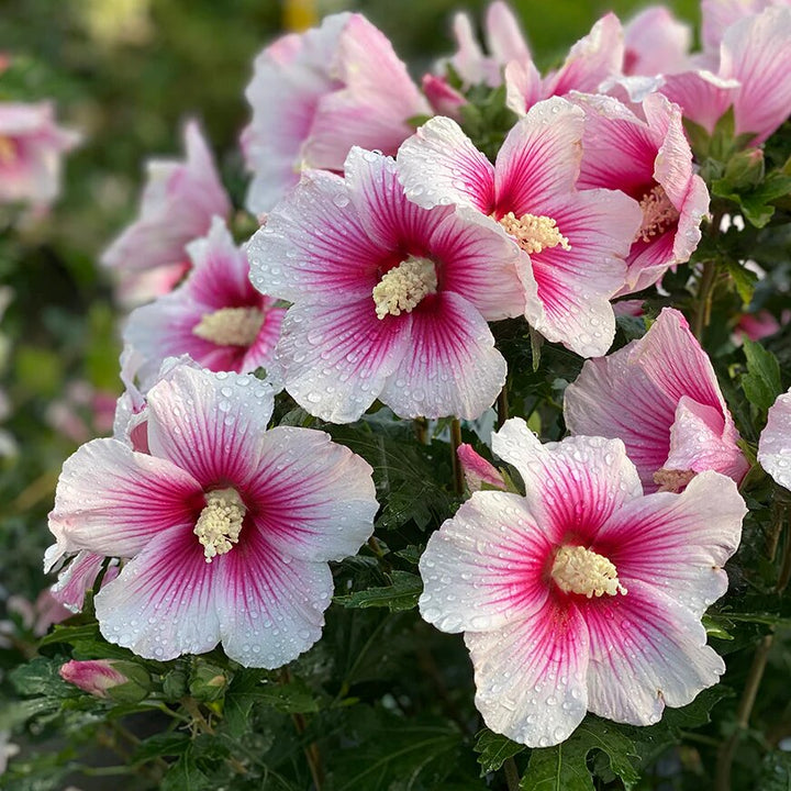 Hibiscus Flower Seeds Pink White – Heirloom, Non-GMO, High Germination Seeds
