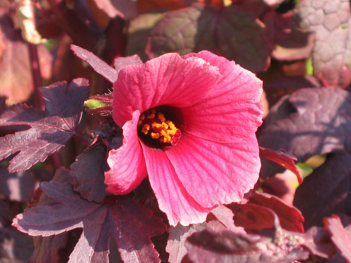 Acetosella Flower Seeds for Planting – Heirloom Non-GMO High Germination Organic Garden Seeds