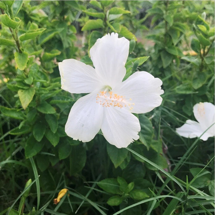 White Hibiscus Flower Seeds – Heirloom, Non-GMO, High Germination Seeds