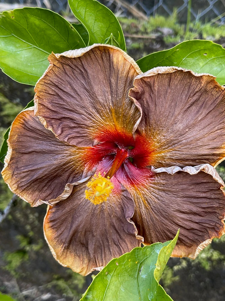 Brown Blooming Hibiscus Flower Seeds – Heirloom, Non-GMO, High Germination, Organic Garden Seeds