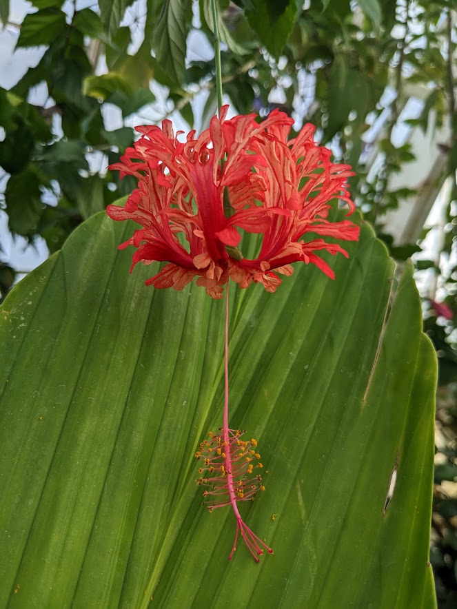 Red Hibiscus Schizopetalus Flower Seeds – Heirloom, Non-GMO, High Germination Seeds