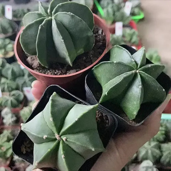highgerminationratebishopscapcactussucculentheirloomnongmohighgerminationorganicgarden flower seeds