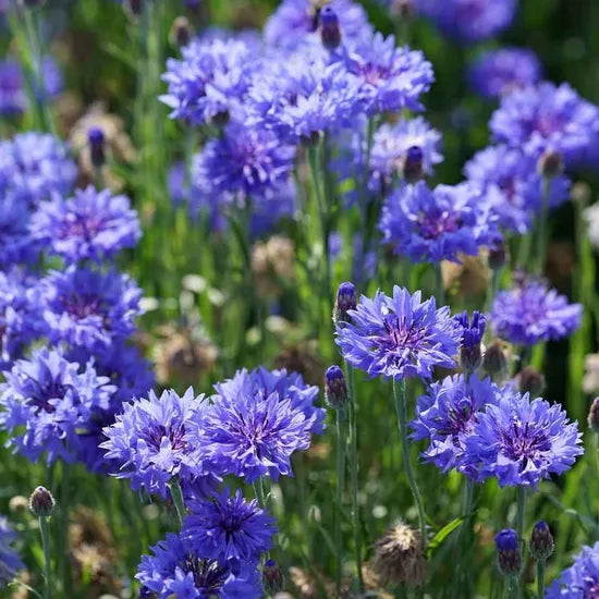 highqualitycentaureacyanusannualherbflowerheirloomnongmohighgerminationorganicgarden flower seeds