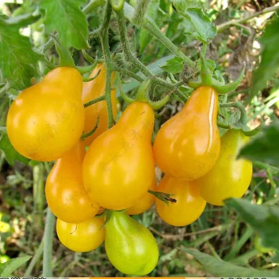 highqualitylycopersiconesculentumannulherbflowerheirloomnongmohighgerminationorganicgarden flower seeds