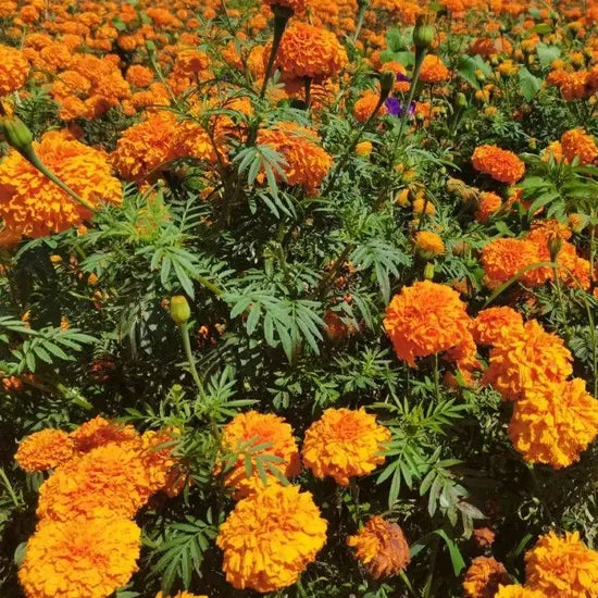 highqualitymarigoldwithbrightandeasytogrowheirloomnongmohighgerminationorganicgarden flower seeds