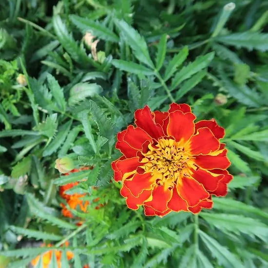 highqualityvarietymarigolddiseaseresistantmarigoldflowerfromdriedflowersheirloomnongmohighgerminationorganicgarden flower seeds