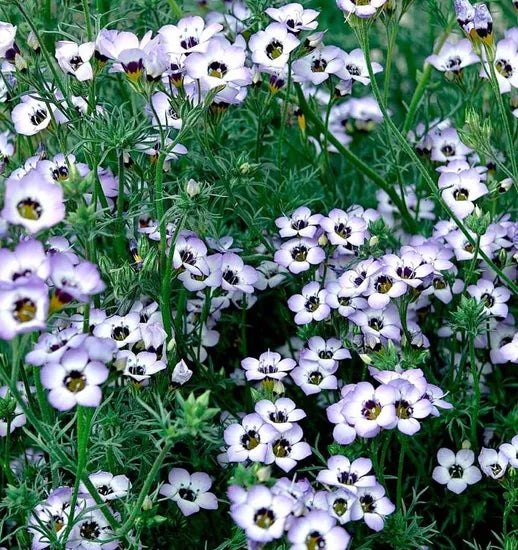 highqualityvarietygiliatricolorannualherbflowerheirloomnongmohighgerminationorganicgarden flower seeds