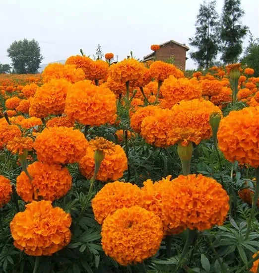 highqualityvarietytallmarigoldflowerannualherbmarigoldflowerheirloomnongmohighgerminationorganicgarden flower seeds