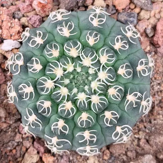 highqualitywhitespinedsucculentheirloomnongmohighgerminationorganicgarden flower seeds