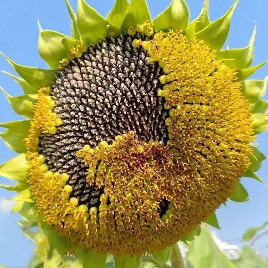 hightemperatureresistantsunflowerforsowingheirloomnongmohighgerminationorganicgarden flower seeds