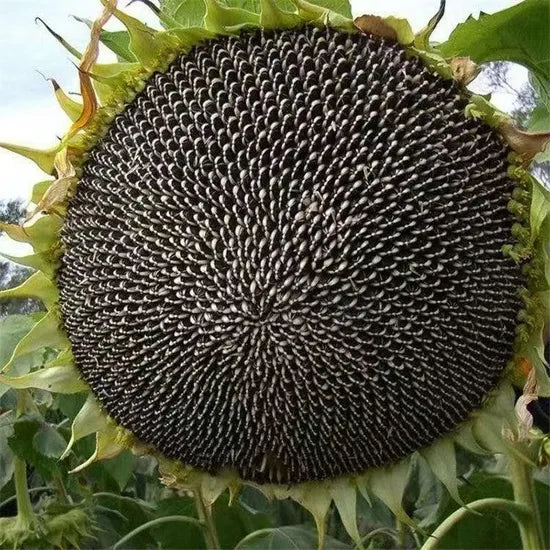 hightemperatureandhumiditysunflowerforsowingheirloomnongmohighgerminationorganicgarden flower seeds