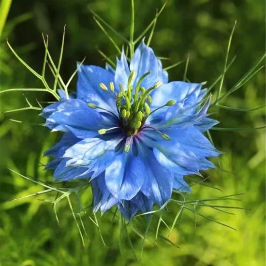 highlyadaptablediseaseresistanthighqualityvarietynigelladamascenalfreshcutflowerheirloomnongmohighgerminationorganicgarden flower seeds