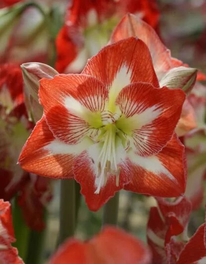 Hippeastrum Flower Seeds – Heirloom, Non-GMO, High Germination Seeds