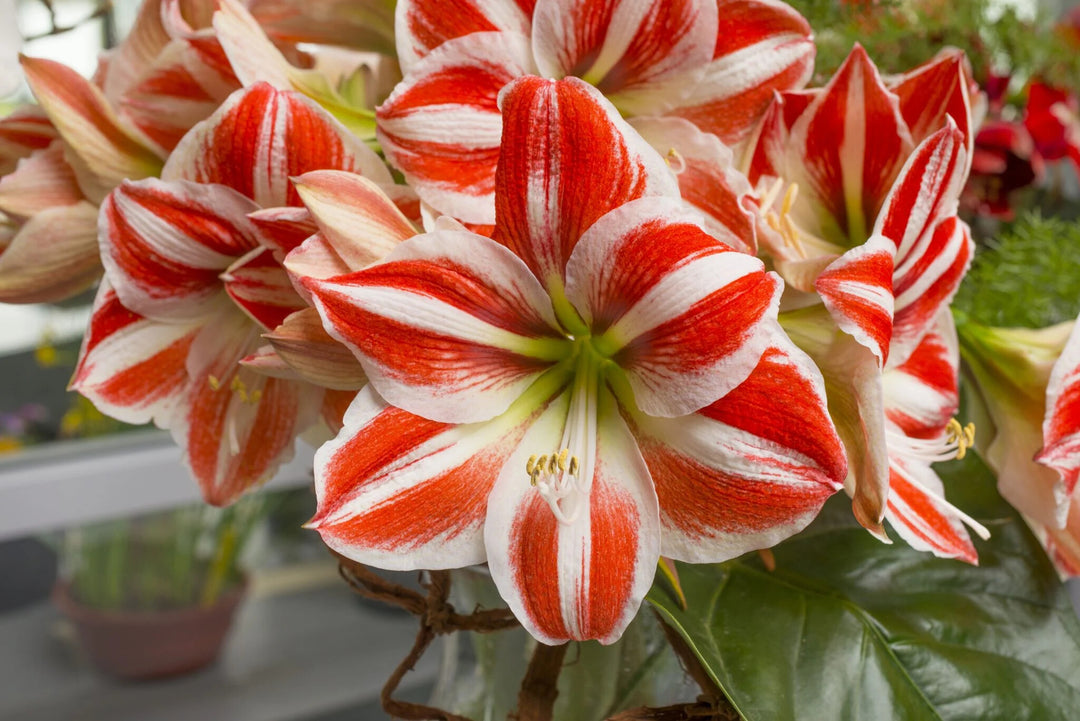 Amaryllis Flower Seeds Red White for Planting – Heirloom Non-GMO High Germination Seeds