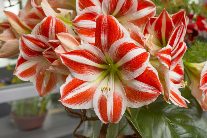 Amaryllis Flower Seeds Red White for Planting – Heirloom Non-GMO High Germination Seeds
