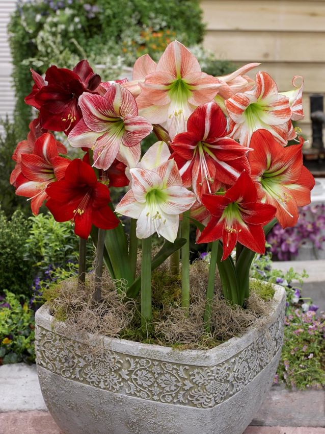 Mixed Hippeastrum Flower Seeds – Heirloom, Non-GMO, High Germination Seeds