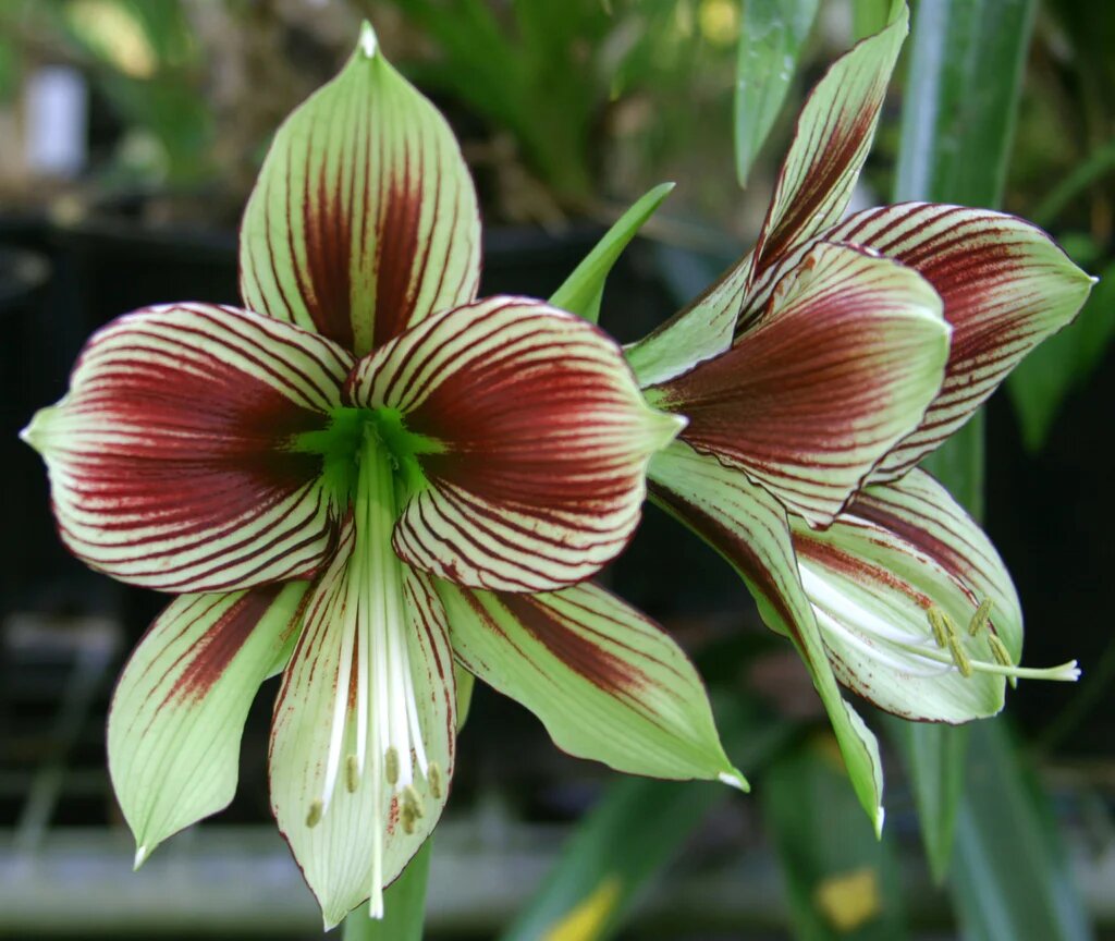 Green Maroon Hippeastrum Flower Seeds – Heirloom, Non-GMO, High Germination Seeds