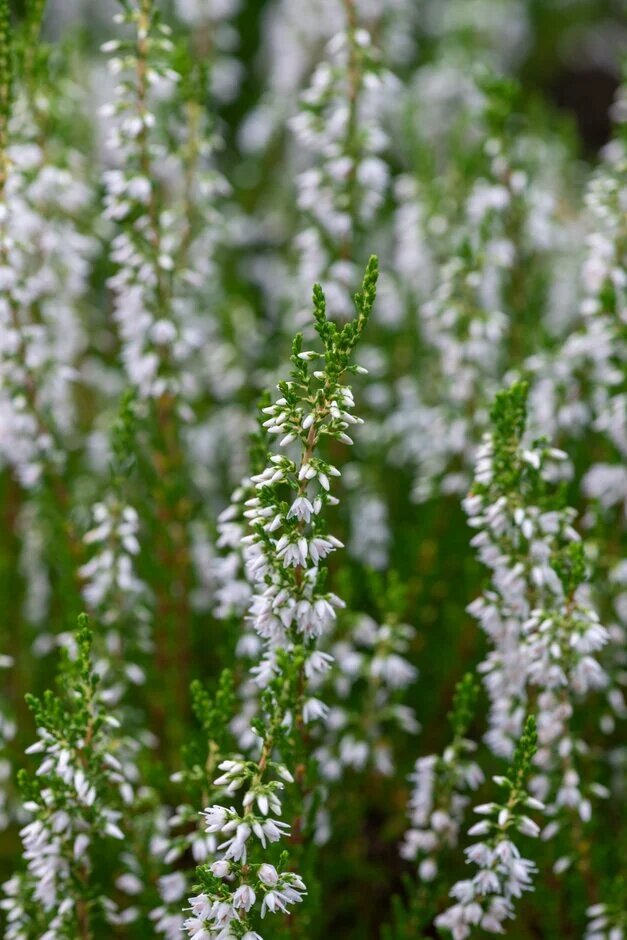 White Calluna Flower Seeds Heirloom Non-GMO High Germination Organic Garden Seeds for Planting