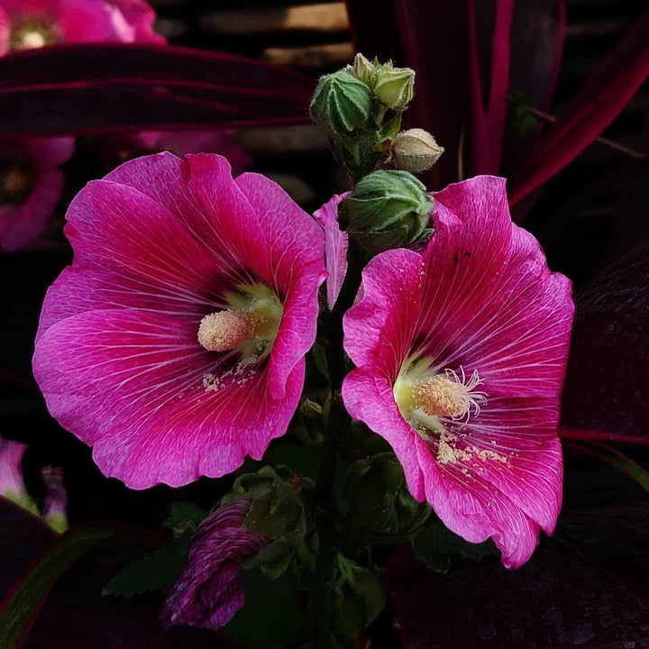 Pink Hollyhock Flower Seeds Heirloom Non-GMO High Germination Organic Garden Seeds for Planting
