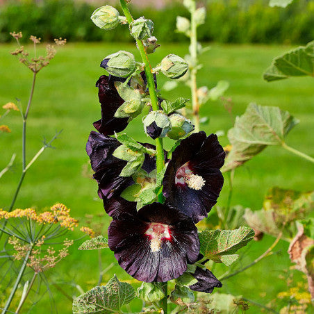 Dark Black Hollyhock Flower Seeds – Heirloom, Non-GMO, High Germination Organic Garden Seeds