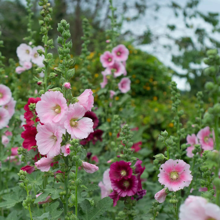 Mixed Hollyhock Flower Seeds – Heirloom, Non-GMO, High Germination Seeds