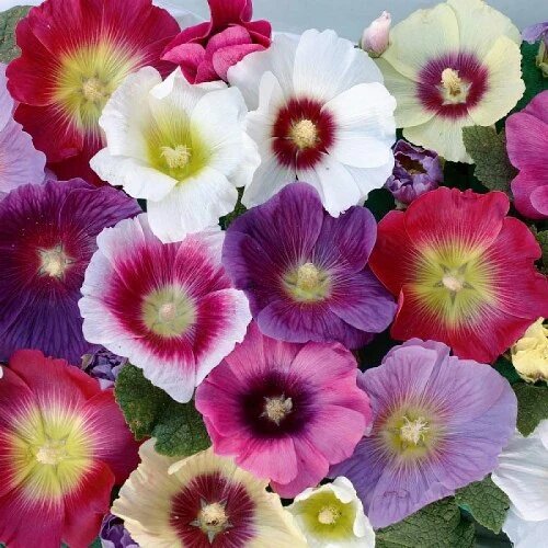 Hollyhock Flower Seeds Mixed – Heirloom, Non-GMO, High Germination Seeds
