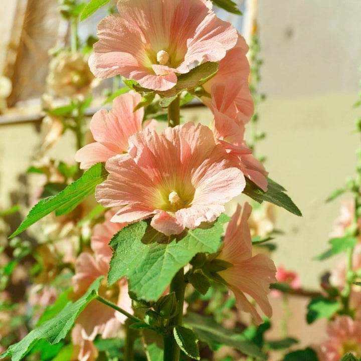Orange Hollyhock Flowers Seeds – Heirloom, Non-GMO, High Germination Seeds