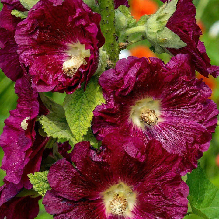 Brown Hollyhock Flower Seeds – Heirloom, Non-GMO, High Germination Seeds for Planting