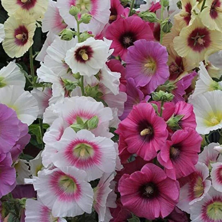 Hollyhock Flower Seeds Mixed – Heirloom, Non-GMO, High Germination Seeds