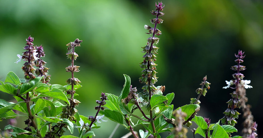 Basil Scented herb seeds