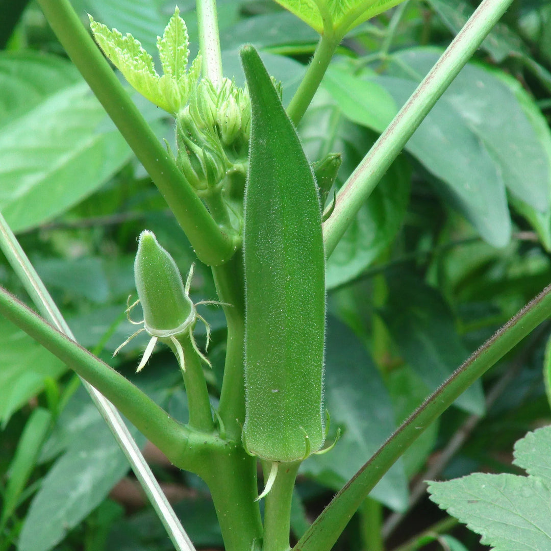 Green Crispum herb seeds
