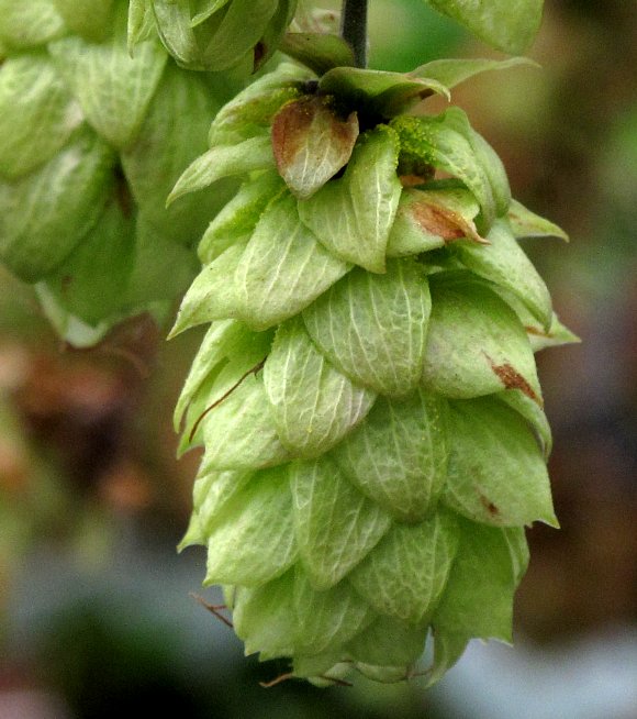 Humulus Flower Seeds – Heirloom, Non-GMO, High Germination Seeds
