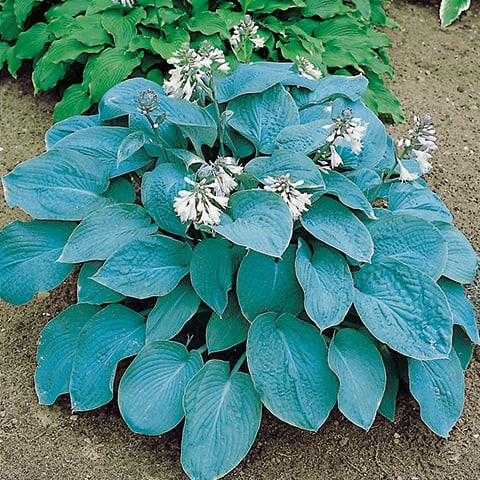 Semillas de Hosta Elegans Sieboldiana para Sembrar – Herencia, No-OGM, Semillas de Alta Germinación