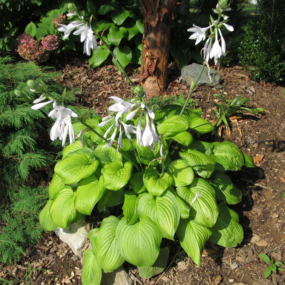 hosta hosta plantaginea flower
