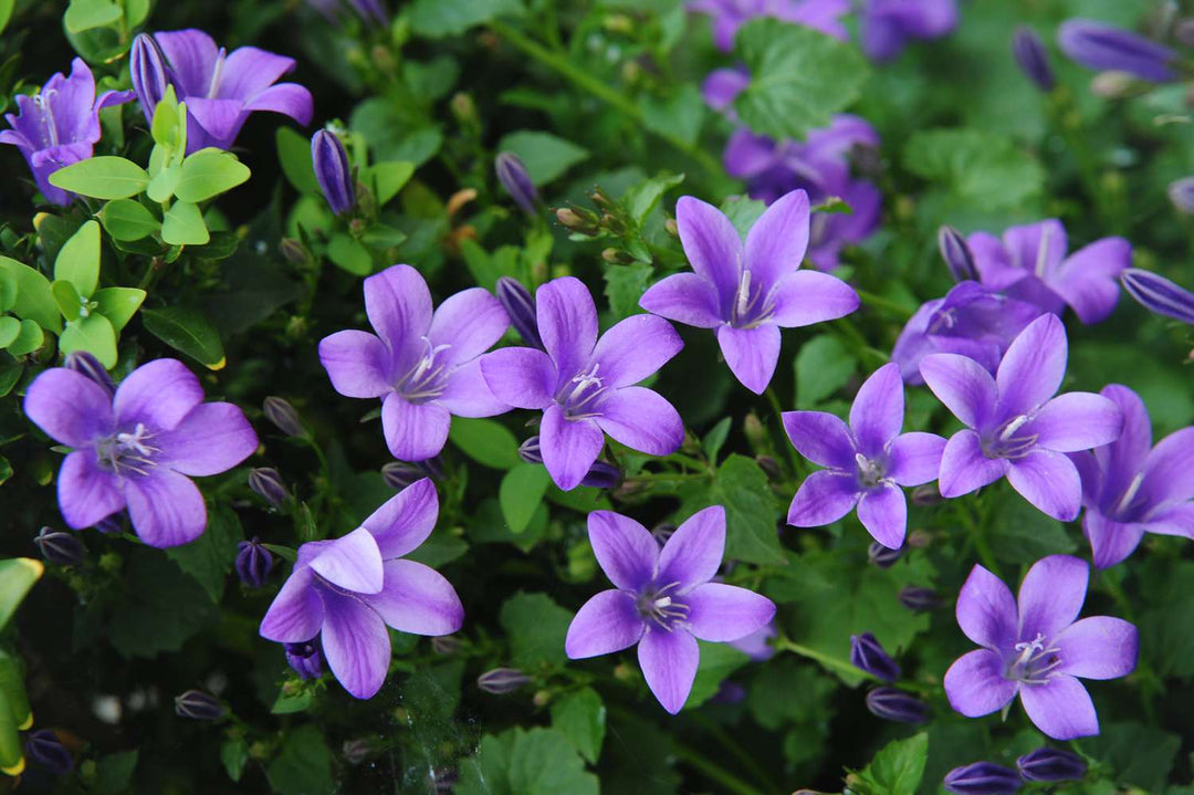 Purple Campanula Flower Seeds for Planting – Heirloom Non-GMO High Germination Seeds Seeds for Planting Organic Garden Seeds