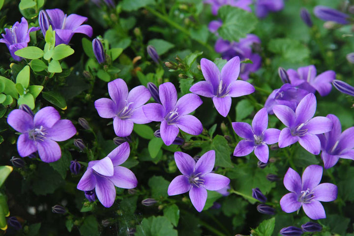 Purple Campanula Flower Seeds for Planting – Heirloom Non-GMO High Germination Seeds Seeds for Planting Organic Garden Seeds