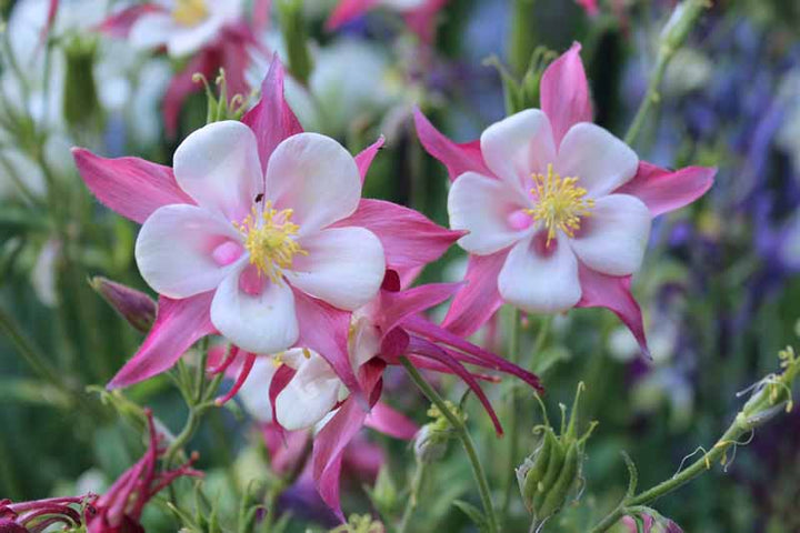 Aquilegia Flower Seeds Pink for Planting – Heirloom Non-GMO High Germination Organic Seeds