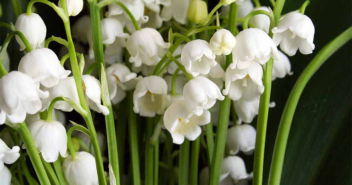 Lily The Valley Flower Seeds White – Heirloom, Non-GMO, High Germination Seeds