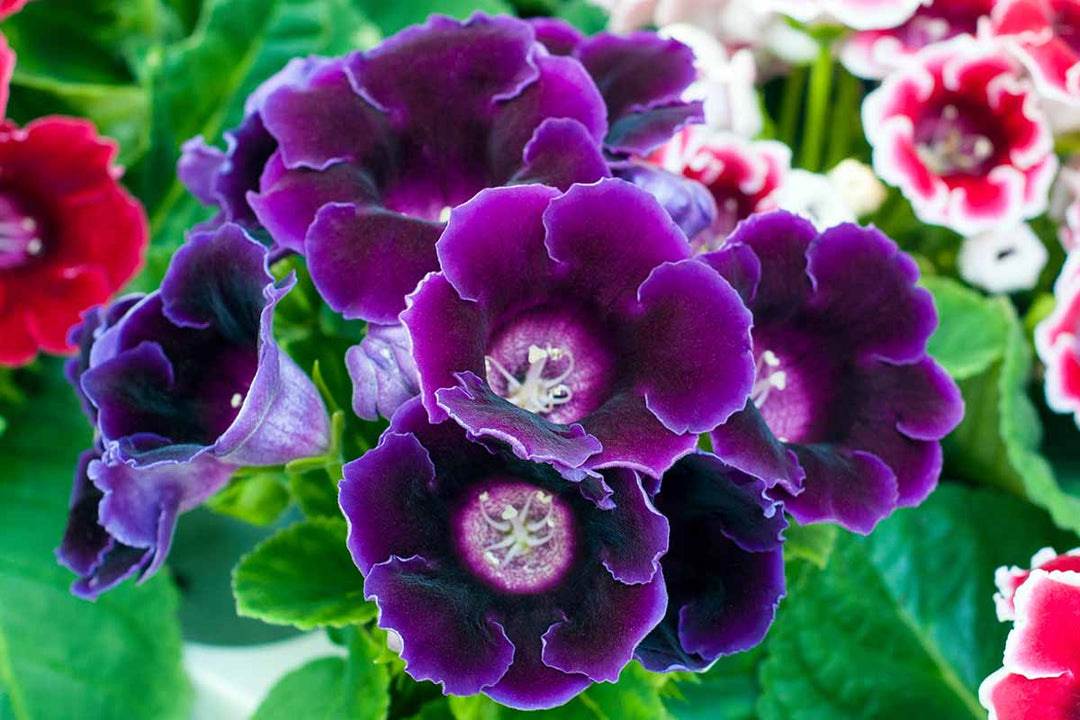 Purpur blühende Gloxinien-Samen – Alte Sorte, gentechnikfrei, hohe Keimrate, Bio-Gartensamen